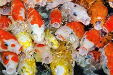 Colorful Many Koi Carp-Yongkiet-Photographic Print