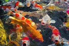 Colorful Many Koi Carp-Yongkiet-Framed Premier Image Canvas