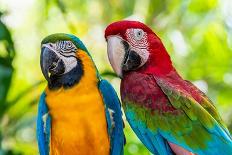 Blue and Gold Macaw or Ara Ararauna and Green Winged Macaw or Ara Chloroptera Cute Pets Colorful Bi-Yongkiet Jitwattanatam-Photographic Print