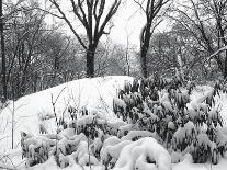 Central Park Snow Covered Trees II-Yoni Teleky-Art Print