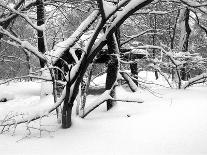 Central Park Snow Covered Trees I-Yoni Teleky-Premium Giclee Print