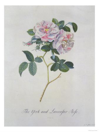 lancaster and york roses download lancaster and york roses download
