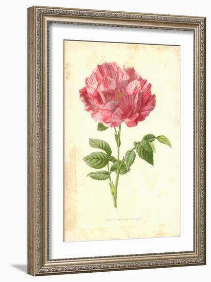 York and Lancaster Rose-Frederick Edward Hulme-Framed Giclee Print