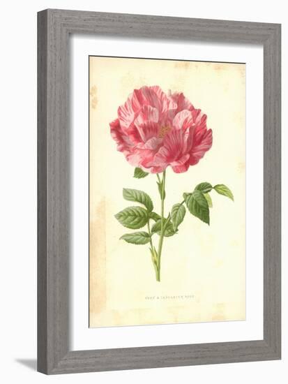 York and Lancaster Rose-Frederick Edward Hulme-Framed Giclee Print
