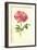 York and Lancaster Rose-Frederick Edward Hulme-Framed Giclee Print