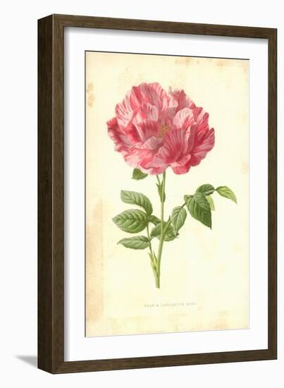 York and Lancaster Rose-Frederick Edward Hulme-Framed Giclee Print