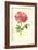 York and Lancaster Rose-Frederick Edward Hulme-Framed Giclee Print