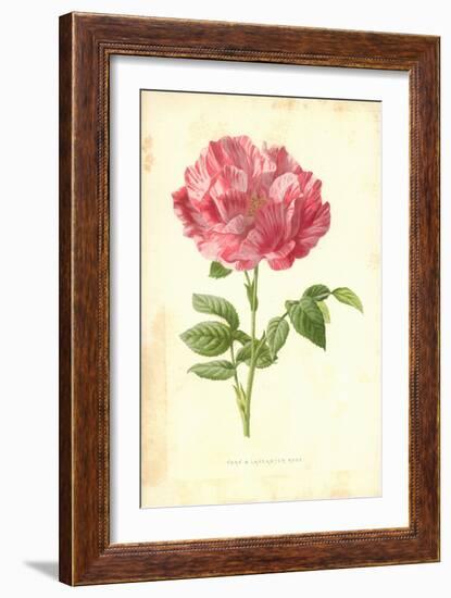 York and Lancaster Rose-Frederick Edward Hulme-Framed Giclee Print