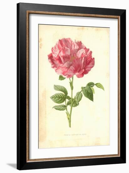 York and Lancaster Rose-Frederick Edward Hulme-Framed Giclee Print