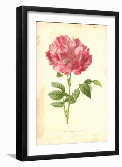 York and Lancaster Rose-Frederick Edward Hulme-Framed Giclee Print