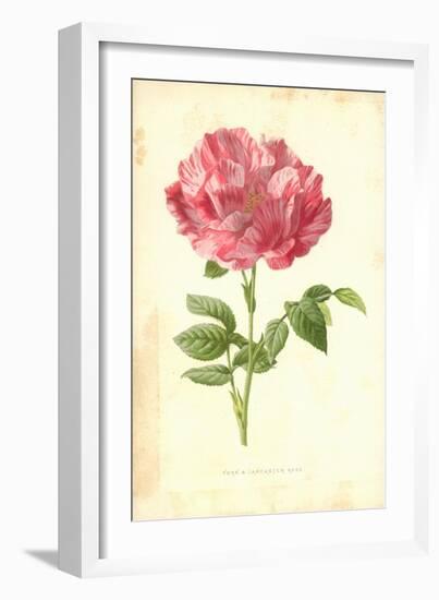 York and Lancaster Rose-Frederick Edward Hulme-Framed Giclee Print