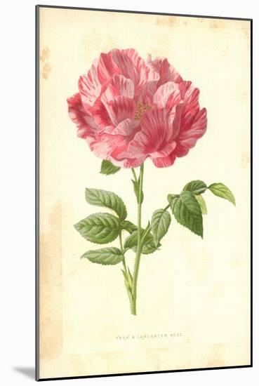 York and Lancaster Rose-Frederick Edward Hulme-Mounted Giclee Print