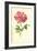 York and Lancaster Rose-Frederick Edward Hulme-Framed Giclee Print