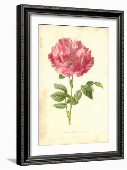 York and Lancaster Rose-Frederick Edward Hulme-Framed Giclee Print