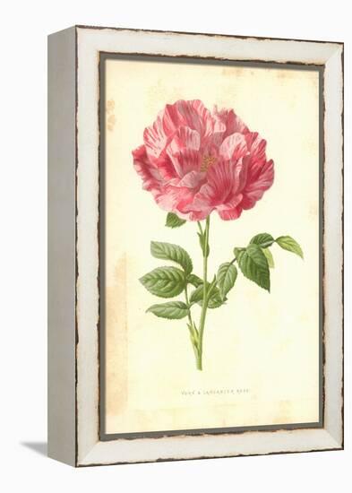 York and Lancaster Rose-Frederick Edward Hulme-Framed Premier Image Canvas