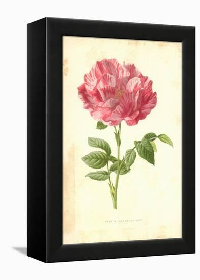 York and Lancaster Rose-Frederick Edward Hulme-Framed Premier Image Canvas