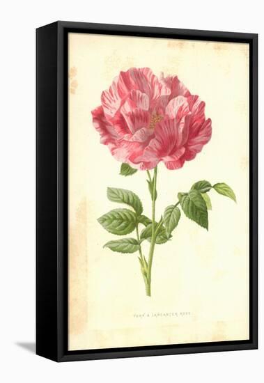 York and Lancaster Rose-Frederick Edward Hulme-Framed Premier Image Canvas