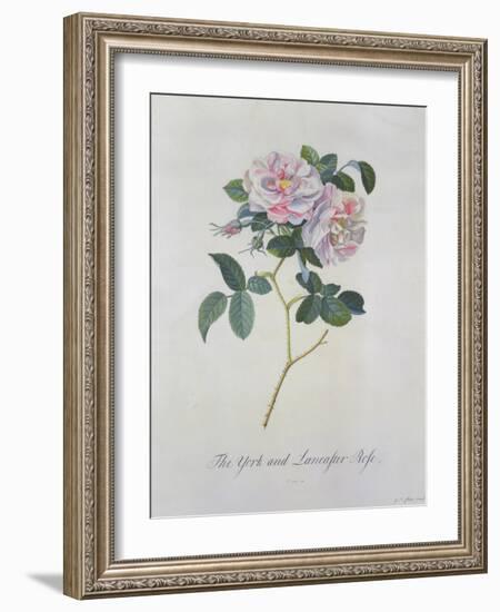 York and Lancaster Rose-Georg Dionysius Ehret-Framed Giclee Print