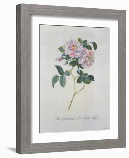 York and Lancaster Rose-Georg Dionysius Ehret-Framed Giclee Print