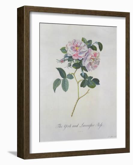 York and Lancaster Rose-Georg Dionysius Ehret-Framed Giclee Print