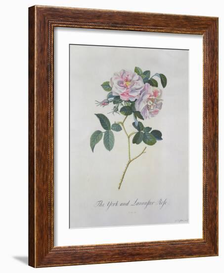 York and Lancaster Rose-Georg Dionysius Ehret-Framed Giclee Print