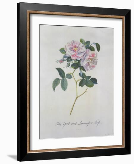 York and Lancaster Rose-Georg Dionysius Ehret-Framed Giclee Print