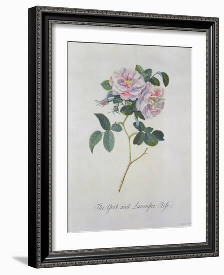 York and Lancaster Rose-Georg Dionysius Ehret-Framed Giclee Print