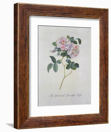 York and Lancaster Rose-Georg Dionysius Ehret-Framed Giclee Print