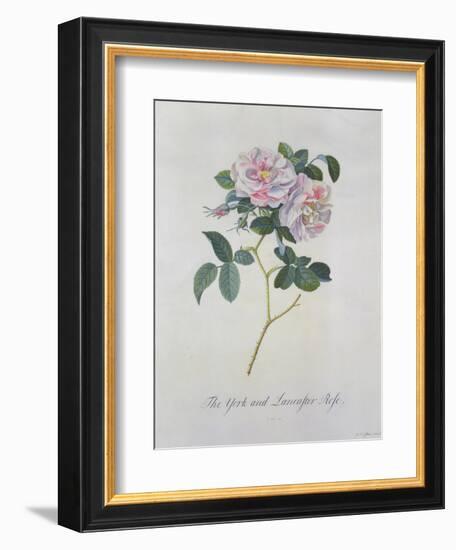 York and Lancaster Rose-Georg Dionysius Ehret-Framed Giclee Print