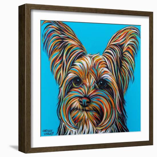 Yorkie on Blue-Carolee Vitaletti-Framed Art Print