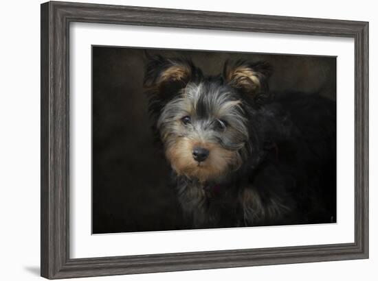 Yorkie Puppy-Jai Johnson-Framed Giclee Print