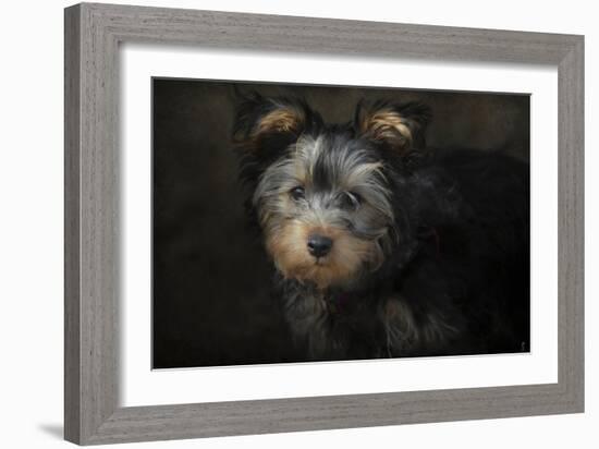 Yorkie Puppy-Jai Johnson-Framed Giclee Print