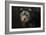 Yorkie Puppy-Jai Johnson-Framed Giclee Print