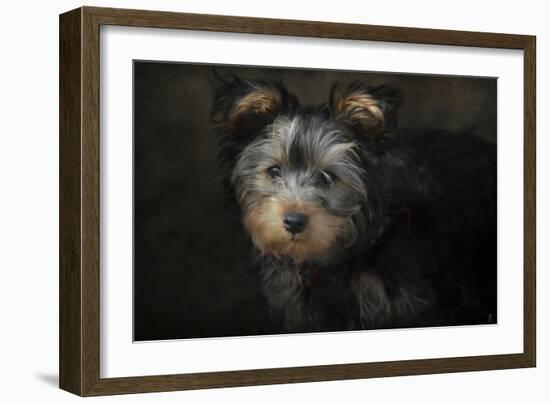 Yorkie Puppy-Jai Johnson-Framed Giclee Print