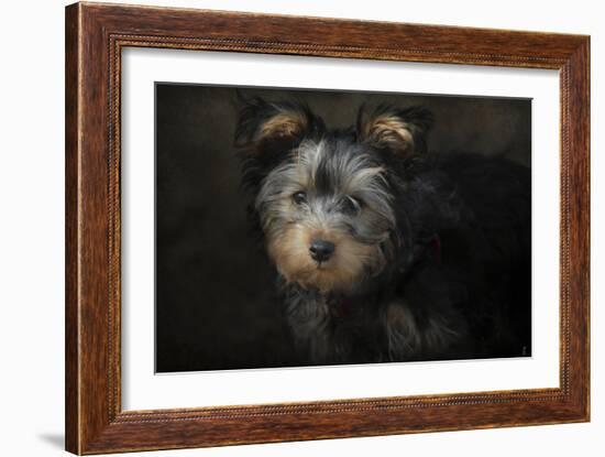 Yorkie Puppy-Jai Johnson-Framed Giclee Print