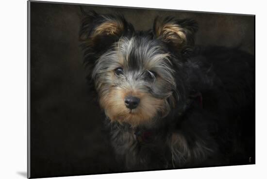 Yorkie Puppy-Jai Johnson-Mounted Giclee Print