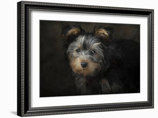 Yorkie Puppy-Jai Johnson-Framed Giclee Print