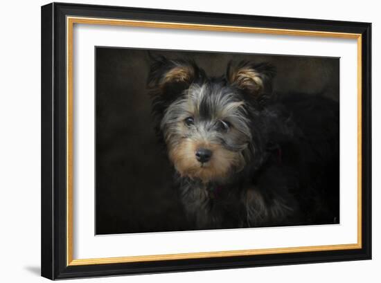 Yorkie Puppy-Jai Johnson-Framed Giclee Print