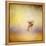 Yorkie Running into the Wind-Jai Johnson-Framed Premier Image Canvas