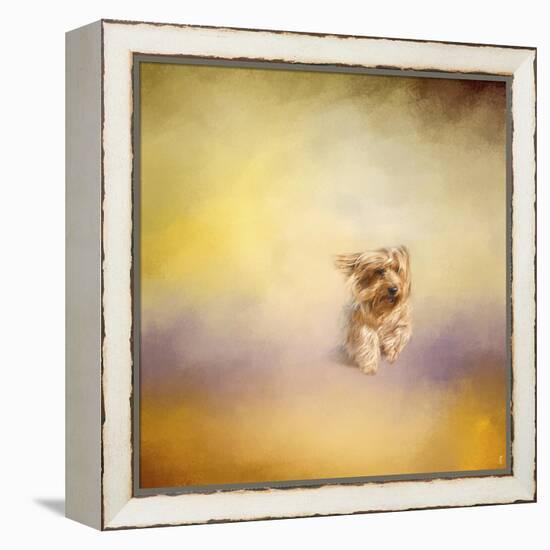 Yorkie Running into the Wind-Jai Johnson-Framed Premier Image Canvas