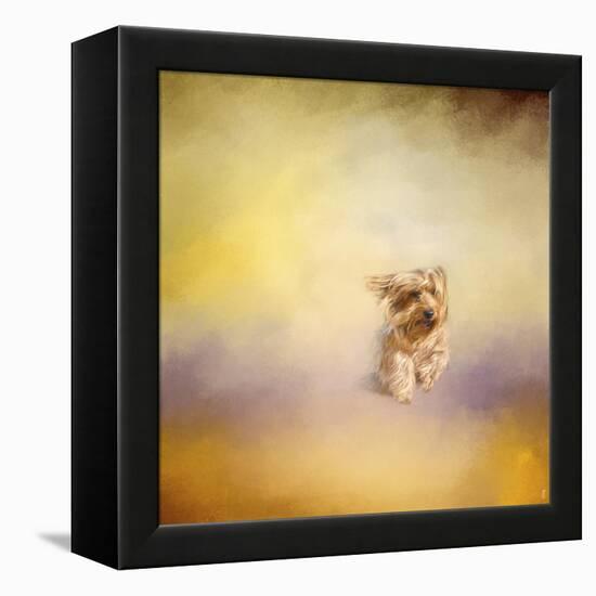 Yorkie Running into the Wind-Jai Johnson-Framed Premier Image Canvas