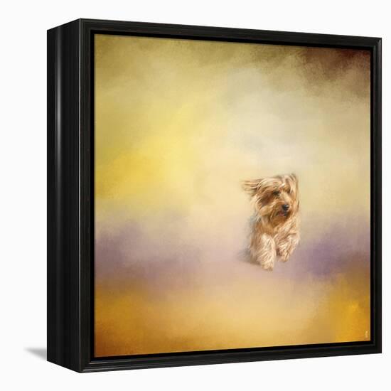 Yorkie Running into the Wind-Jai Johnson-Framed Premier Image Canvas