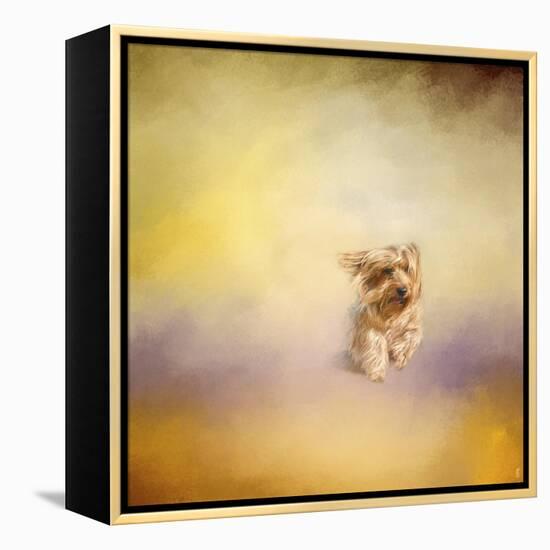 Yorkie Running into the Wind-Jai Johnson-Framed Premier Image Canvas