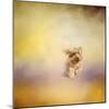 Yorkie Running into the Wind-Jai Johnson-Mounted Giclee Print