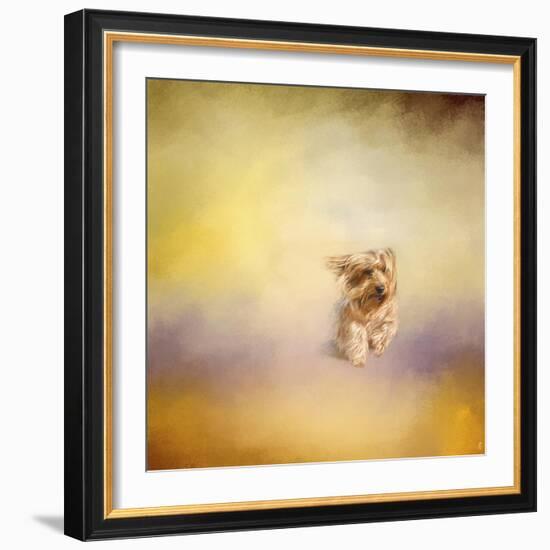 Yorkie Running into the Wind-Jai Johnson-Framed Giclee Print