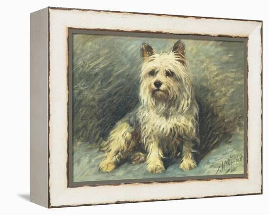 Yorkie-John Emms-Framed Premier Image Canvas