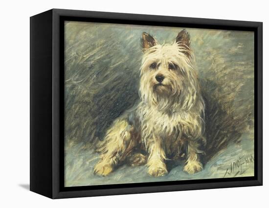 Yorkie-John Emms-Framed Premier Image Canvas