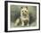 Yorkie-John Emms-Framed Giclee Print