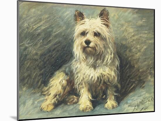 Yorkie-John Emms-Mounted Giclee Print