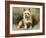 Yorkie-John Emms-Framed Giclee Print